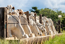 Herd Of Zebu Nellore Animals In A Feeder Area Of A Beef Cattle Farm In Brazil