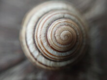 Land Snail Shell In The Garden