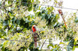 Pair of scarlet macaws on the tree stump.