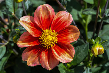 Wall Mural - Flower of Dahlia 'Schloss Reinbek'