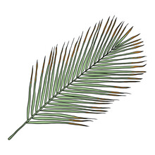 Jungle Exotic Tropical Leaves, Green Natural Palm Leaf On White Background. Vector.