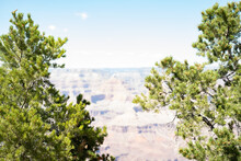 View Of The Grand Canyon With Pine Trees On The Rim.
