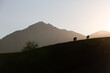 A herd of cows in a pasture against the backdrop of a mountain. Early morning, fog, silhouette at sunrise.