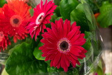 Large Red Gerbera Flower In Blossom, Round Flower Head With Long Scarlet Petals