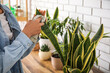 Woman wiping leaf of snake plant at home, closeup