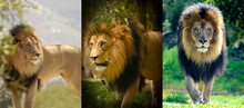 Male Lion Stalking In Three Different Photos.