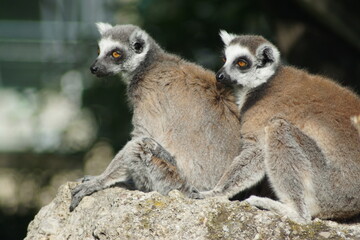 two ring-tailed lemurs