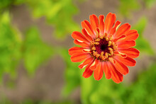 Close Up Orange Zinnia Flower On Natural Background, Space For Text