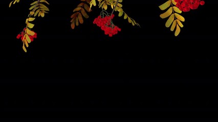 Wall Mural - Autumn Rowan Tree - Top Screen Decoration - 3D Animation Loop with Alpha Channel