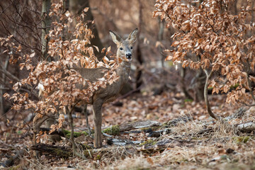 Wall Mural - roe deer, capreolus capreolus, standing behind the beech in autumn forest. female mammal looking to 