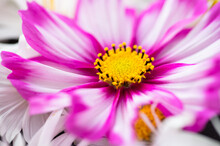 Close Up Of Cosmos Flowers In Different Colors