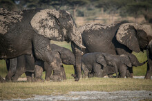 Africa, Tanzania. Elephants Cover Themselves With Mud To Keep Off Flies And Other Vermin.