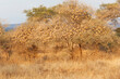 Africa, Tanzania, Tarangire National Park. View of a tree filled with weaver bird nests.