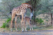 Africa, Tanzania. A young giraffe suckles.