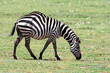 Africa, Tanzania. Portrait of a zebra with a spinal deformity.