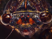 Close Up Of A Bug