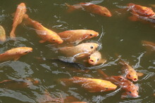 Goldfish In The Pond