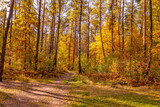 Fototapeta Las - Bright sunny October day in a beautiful autumn forest