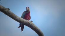 Scarlet Macaw With A Broken Tail Sits On A Branch With Sky In The Background Cleaning Its Talons 