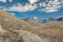 Viewpoint Over The Alps Mountains, The Marmot's Den (Marmota Marmota)