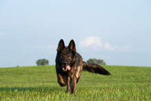 Selective Focus On Beautiful Sable German Shepherd Dog Running Forward Through A Green Grassy Field On A Farm Toward Viewer With Tongue Out In Shallow Depth Of Field For Bokeh