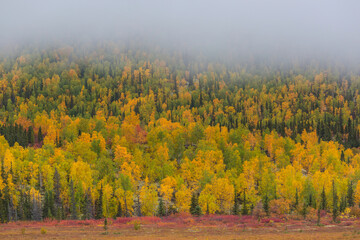 Canvas Print - Autumn forest