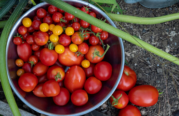 Canvas Print - Colorful tomatoes of different sizes and kinds, top view