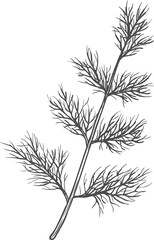 Wall Mural - Sketch dill, vector fennel hand drawn herb stem