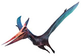 Fototapeta  - Pteranodon flying dinosaur 3D illustration	