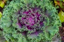 Decorative Pink And Green Cabbage Brassica Oleracea. Top View.