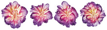Set  Purple  Lowers Tulips  On Black Isolated Background With Clipping Path.   Closeup.  Nature.
