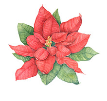 Watercolor Image Of A Red Poinsettia Flower