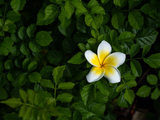 Wall Mural - Single Plumeria Flower on The Another Green Leave