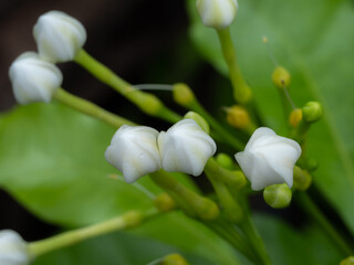 Wall Mural - Bunch of Gardenia Flowers Blooming