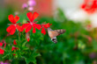 Hummingbird hawk-moth, Macroglossum stellatarum, Dlouhozobka svízelová