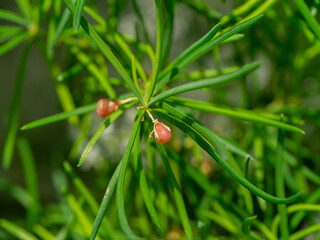 Poster - Close up fruit of Shatavari plant on blur background.