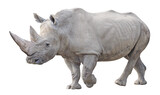 Fototapeta  - Southern white rhinoceros (Ceratotherium simum simum), PNG, isolated on transparent background