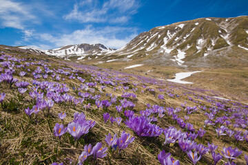 Beautiful flowering of crocus vernus in the italian apennines