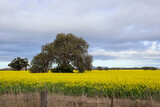 Fototapeta Niebo - rapeseed field and sky