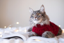 A Cute Cat In A Red Sweater Is Resting On The Bed. A Gray Kitten With Glasses Reading A Book. Concept Of Pets In A Cozy House In Cold Weather. Postcard For Fall Or Christmas.