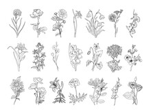 Set Of Botanical Line Art. Black Ink Sketch Of Flowers Collection Isolated On White Background. Minimalist Vector Illustrations For Tattoo, Wall Art, Cards, Packaging And Labeling Design.