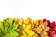 © dashtik - Border of Autumn bright colorful maple leaves on white. Top view with copy space