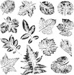 Isolated black stamps of herbs, leaves of tree and bush on white background. Leaf ink print. Set of plant imprint.