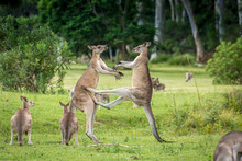 Knagaroo Mid Kick To Another Male Kangaroo Fight For Dominance