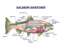 Salmon Fish Anatomy With Biological Inner Structure And Organ Parts Outline Diagram. Labeled Educational Zoology Explanation With Internal Liver, Stomach, Heart And Gills Location Vector Illustration.