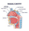 © VectorMine - Nasal cavity anatomy with medical nose parts description outline diagram. Labeled educational cross section scheme with mouth and oral structure vector illustration. Nostrils and olfactory location.