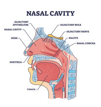 Nasal Cavity Anatomy With Medical Nose Parts Description Outline Diagram. Labeled Educational Cross Section Scheme With Mouth And Oral Structure Vector Illustration. Nostrils And Olfactory Location.