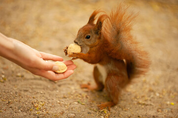 Wall Mural - Woman giving walnuts to cute squirrel outdoors, closeup