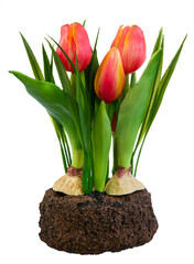 Spring deco with artificial orange isolated tulips