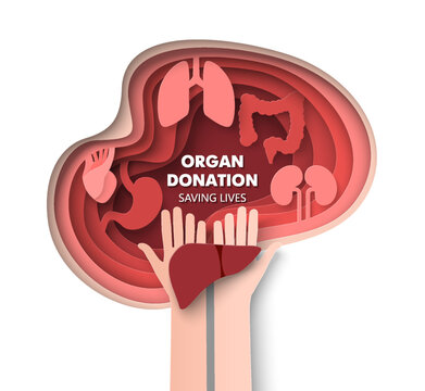 Fototapete - Organ donation 3d vector saving life concept